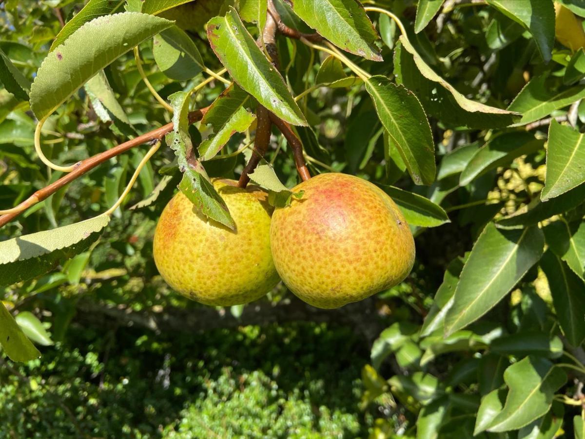 Gastenverblijf 'T Landsheertje Veurne Luaran gambar